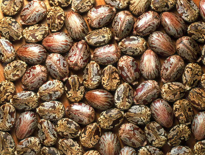 Castor Rice About Castor – Global Source for High-Quality Castor Oil & Derivatives